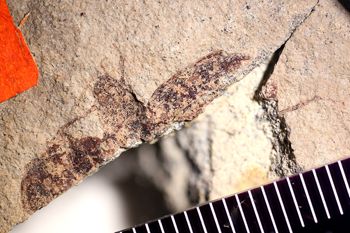 Media type: image;   Entomology PALE-1771